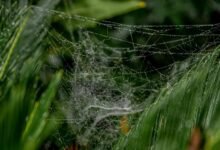 advanced web performance metrics