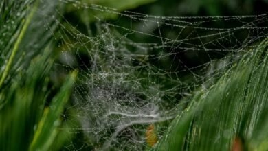 next generation web performance