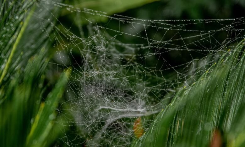 next generation web performance